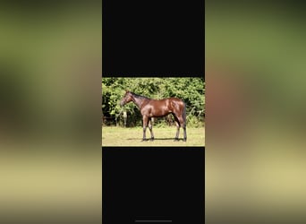Thoroughbred, Mare, 4 years, 16 hh, Brown
