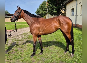 Thoroughbred, Mare, 4 years, 16 hh, Brown