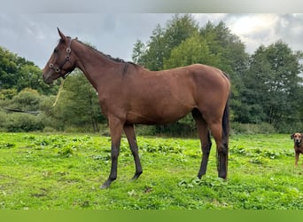 Thoroughbred, Mare, 4 years, 16 hh, Brown