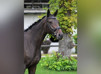 Thoroughbred, Mare, 4 years, 16 hh, Brown