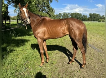 Thoroughbred, Mare, 4 years, 16 hh, Chestnut-Red