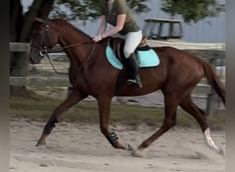 Thoroughbred, Mare, 4 years, 16 hh, Chestnut