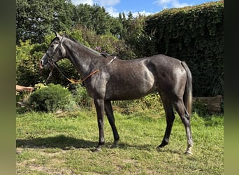 Thoroughbred, Mare, 4 years, 16 hh, Grey-Dark-Tan