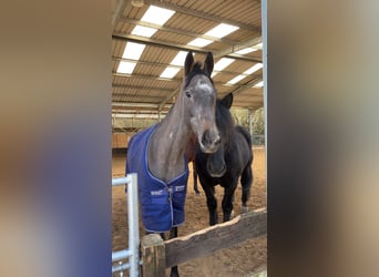 Thoroughbred, Mare, 4 years, 16 hh, Grey