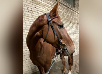 Thoroughbred, Mare, 4 years, 16,1 hh