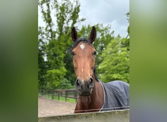 Thoroughbred, Mare, 4 years, 16,1 hh
