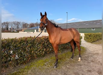Thoroughbred, Mare, 4 years, 16,2 hh, Brown