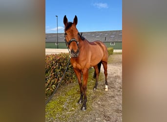 Thoroughbred, Mare, 4 years, 16,2 hh, Brown