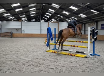 Thoroughbred, Mare, 4 years, 16,2 hh, Brown