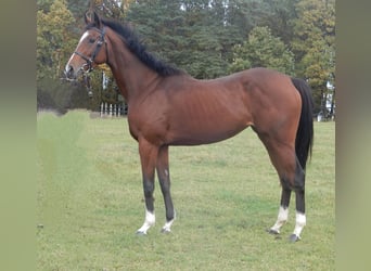 Thoroughbred, Mare, 4 years, Brown