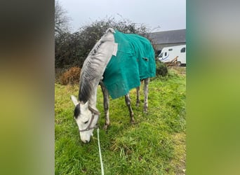 Thoroughbred, Mare, 4 years, Gray-Red-Tan