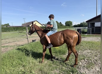 Thoroughbred, Mare, 5 years, 15.1 hh, Chestnut-Red