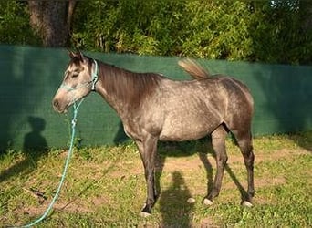 Thoroughbred, Mare, 5 years, 15.1 hh, Gray-Dark-Tan