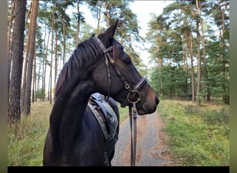 Thoroughbred, Mare, 5 years, 15,1 hh, Smoky-Black