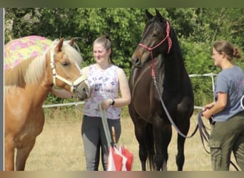 Thoroughbred, Mare, 5 years, 15,1 hh, Smoky-Black