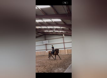 Thoroughbred, Mare, 5 years, 15.2 hh, Brown