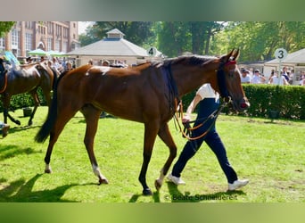 Thoroughbred, Mare, 5 years, 15.2 hh, Brown