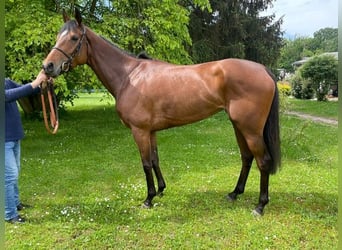Thoroughbred, Mare, 5 years, 15.2 hh, Brown