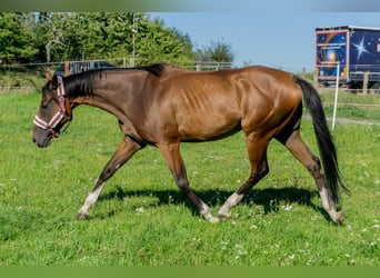 Thoroughbred, Mare, 5 years, 15.2 hh, Brown