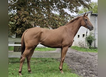 Thoroughbred, Mare, 5 years, 15.2 hh, Chestnut-Red