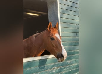 Thoroughbred, Mare, 5 years, 15.2 hh, Chestnut-Red