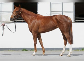 Thoroughbred, Mare, 5 years, 15.2 hh, Chestnut-Red