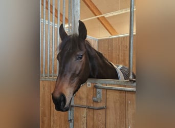 Thoroughbred, Mare, 5 years, 15,3 hh, Bay-Dark