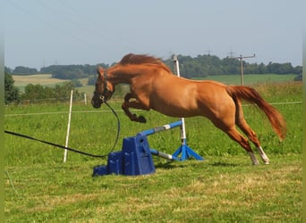Thoroughbred Mix, Mare, 5 years, 15 hh, Chestnut-Red