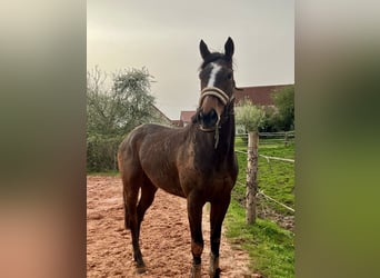 Thoroughbred, Mare, 5 years, 15,1 hh, Brown