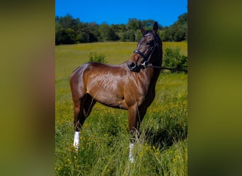 Thoroughbred, Mare, 5 years, 15,2 hh, Bay-Dark