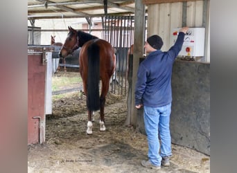 Thoroughbred, Mare, 5 years, 15,2 hh, Brown