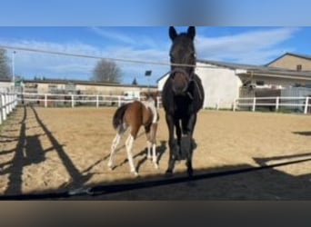 Thoroughbred, Mare, 5 years, 15,2 hh, Chestnut