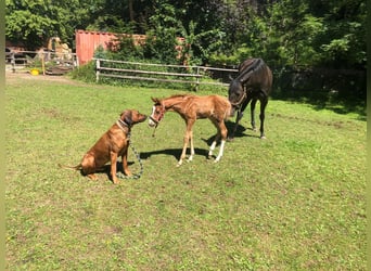 Thoroughbred, Mare, 5 years, 15,2 hh, Chestnut-Red