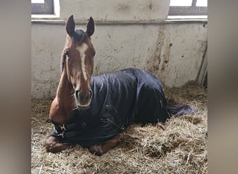Thoroughbred, Mare, 5 years, 15,2 hh, Chestnut-Red