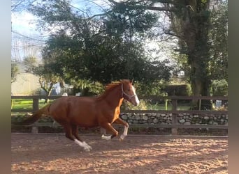 Thoroughbred, Mare, 5 years, 16.1 hh, Chestnut