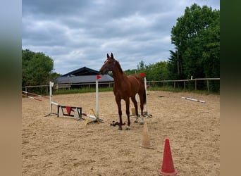 Thoroughbred, Mare, 5 years, 16.1 hh, Chestnut-Red