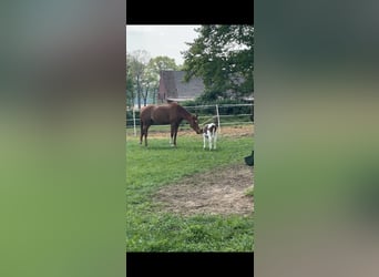 Thoroughbred, Mare, 5 years, 16.1 hh, Chestnut-Red