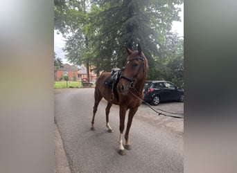 Thoroughbred, Mare, 5 years, 16.1 hh, Chestnut-Red