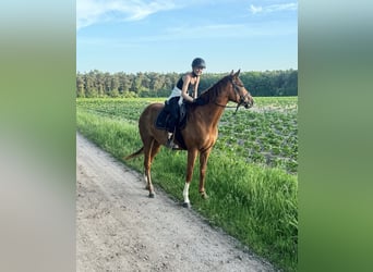 Thoroughbred, Mare, 5 years, 16.1 hh, Chestnut-Red