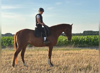 Thoroughbred, Mare, 5 years, 16.1 hh, Chestnut-Red