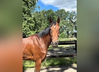 Thoroughbred, Mare, 5 years, 16.1 hh