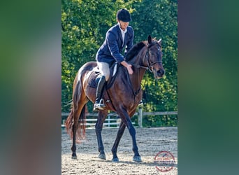 Thoroughbred, Mare, 5 years, 16,2 hh, Bay-Dark