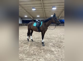 Thoroughbred, Mare, 5 years, 16.2 hh, Bay
