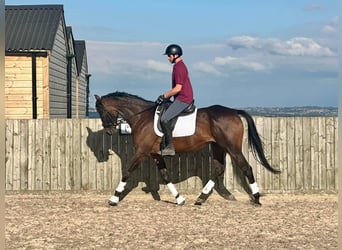 Thoroughbred, Mare, 5 years, 16,2 hh, Bay