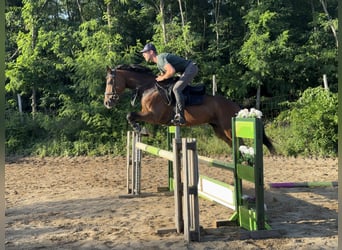 Thoroughbred, Mare, 5 years, 16,3 hh, Bay