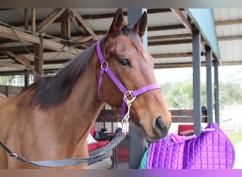 Thoroughbred, Mare, 5 years, 16 hh, Bay