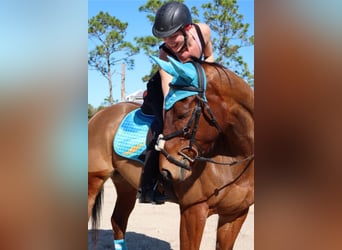 Thoroughbred, Mare, 5 years, 16 hh, Bay