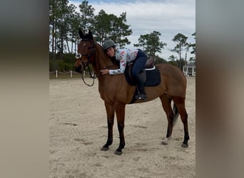 Thoroughbred, Mare, 5 years, 16 hh, Bay