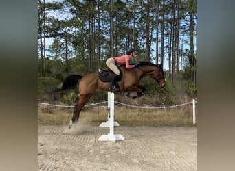 Thoroughbred, Mare, 5 years, 16 hh, Bay
