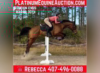 Thoroughbred, Mare, 5 years, 16 hh, Bay